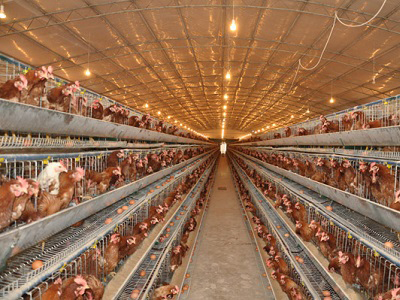 �B(y��ng)ֳ���ﱣ�ر�